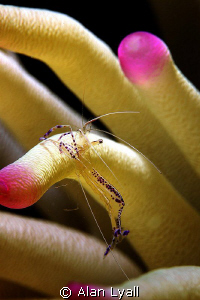 Pederson's cleaner shrimp - no cropping by Alan Lyall 